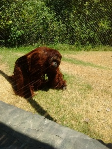 Our new friend the Papa Orangutan
