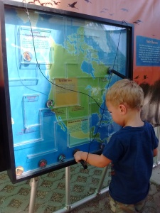 Learning about bird migration flight paths
